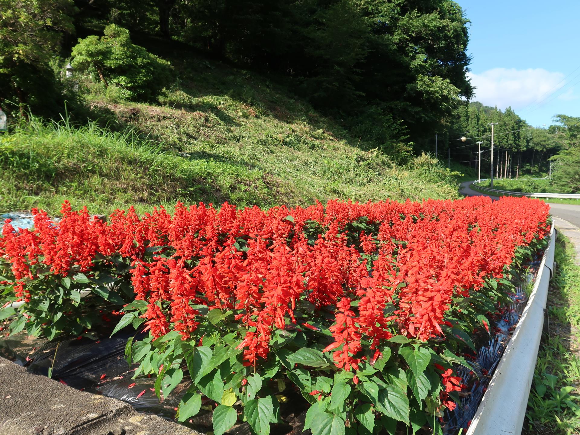 長倉花の会の花壇の写真